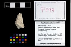 Foto (Objekt + Etikett) von Pithonoton marginatum (von Meyer, 1842)  (NHMW-GEO-2014-0194-0899)